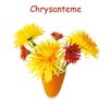 Chrysantemen 